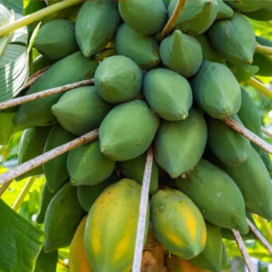 1 প্যাকেট হাজারী পেঁপে 390 টাকা